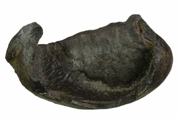 Large, Fossil Whale Ear Bone - Miocene #130241